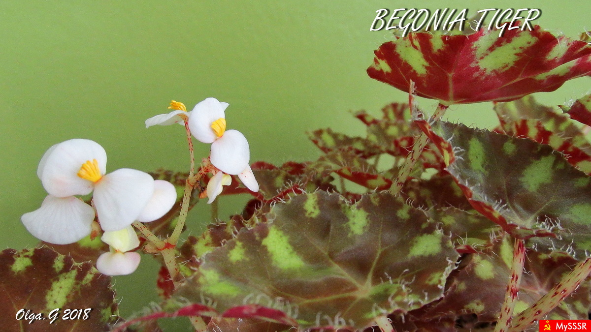 BEGONIA tiger