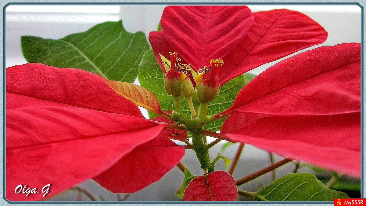 Flora