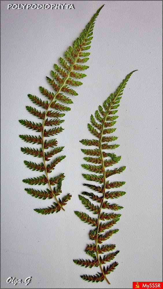 HERBARIUM