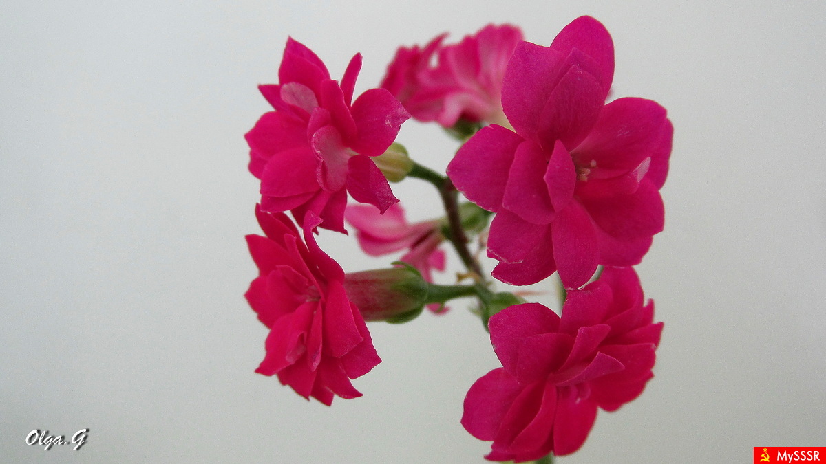 Flora
