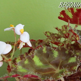 BEGONIA tiger