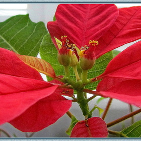 Flora