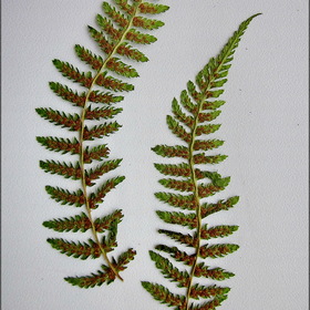 HERBARIUM