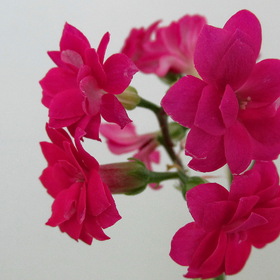 Flora